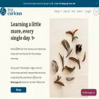 teacurious.com