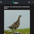 tibtit.com
