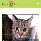 tierheim-soest.de