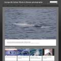 whalephoto.photoshelter.com