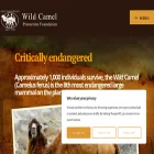 wildcamels.com wildcamels.com